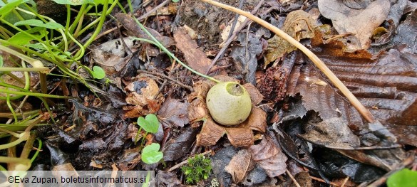 Geastrum saccatum var. saccatum