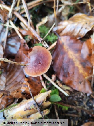 Macrocystidia cucumis