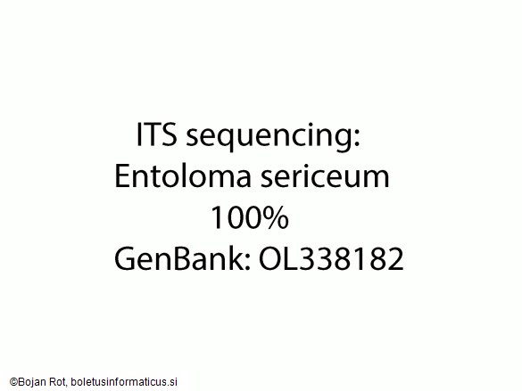 Entoloma sericeum
