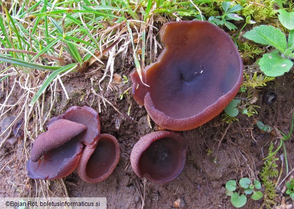 Geoscypha violacea