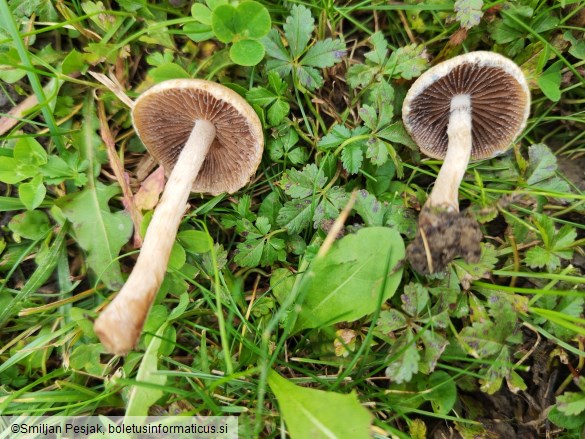 Lacrymaria lacrymabunda