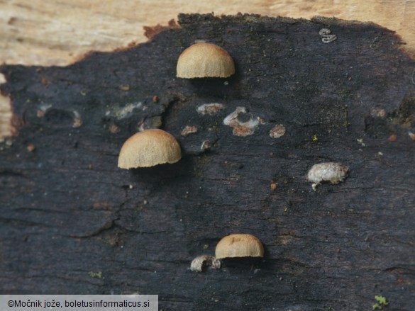 Deconica horizontalis