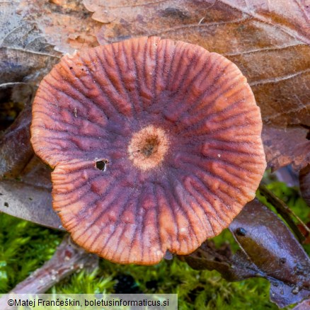 Gymnopus foetidus