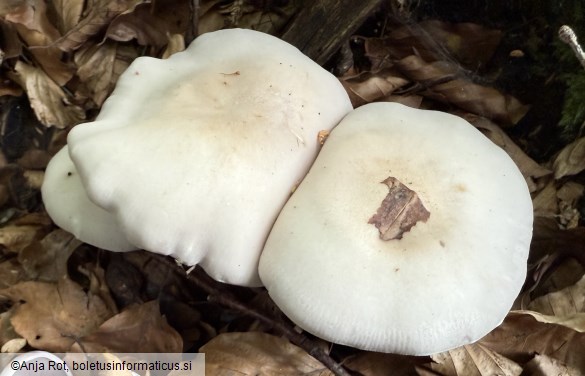 Lepista glaucocana