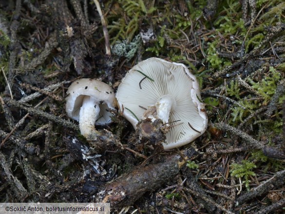 Pholiota lenta