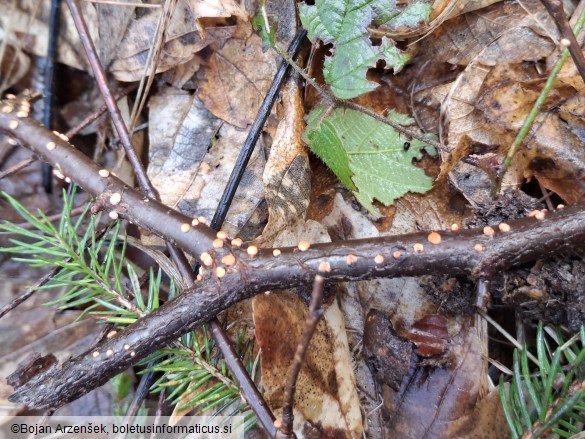 Nectria cinnabarina