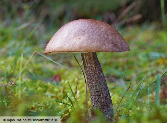 Leccinum scabrum