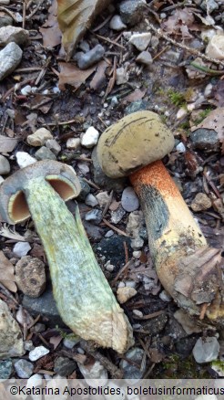 Suillellus luridus