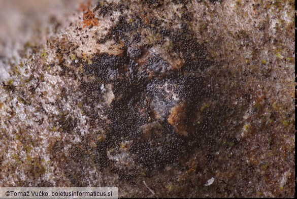 Oligostoma insidiosum