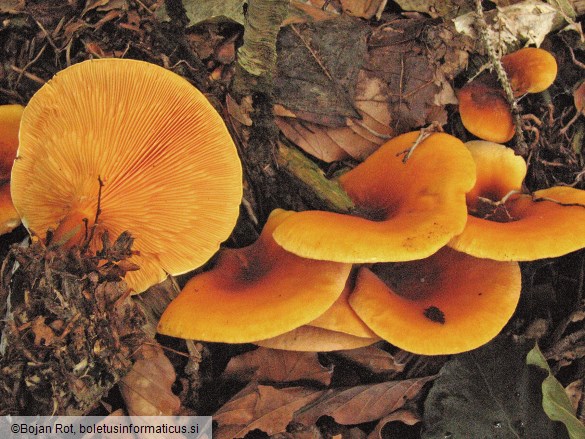 Hygrophoropsis aurantiaca