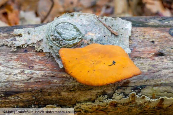 Cerioporus varius
