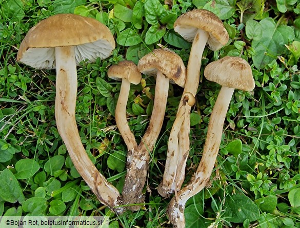 Hygrocybe ingrata