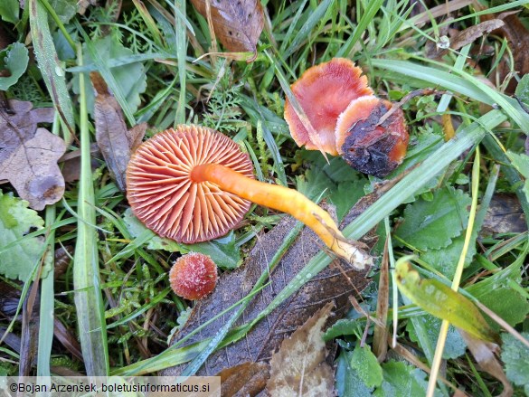 Hygrocybe coccinea