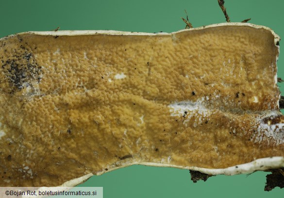 Byssomerulius corium