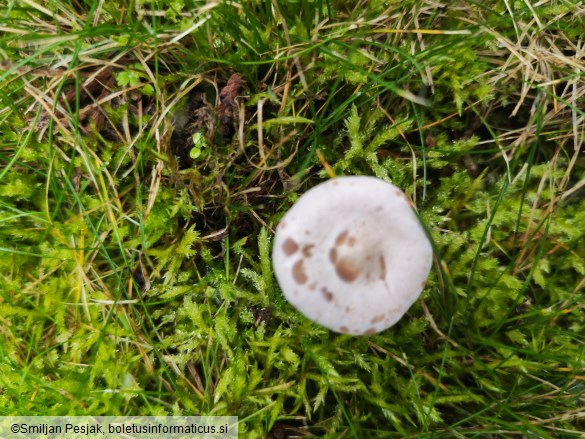 Clitocybe rivulosa