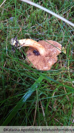 Chalciporus piperatus