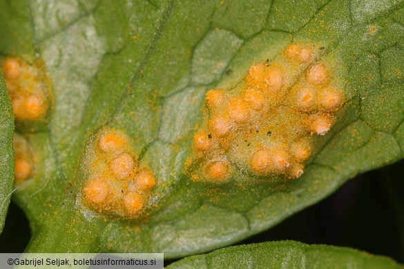 Puccinia smyrnii