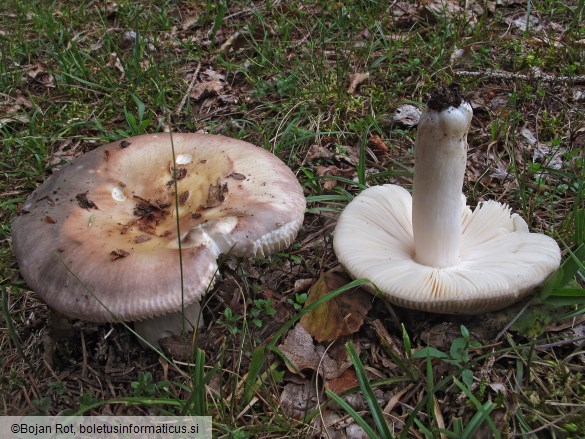 Russula medullata