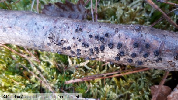 Hypoxylon fuscum