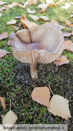 Xerula radicata