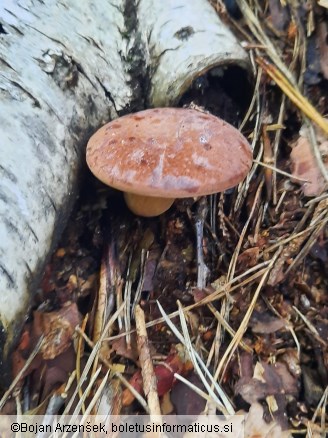 Imleria badia