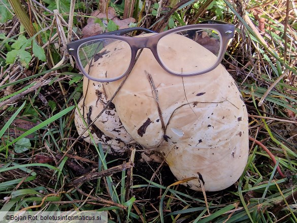 Langermannia gigantea