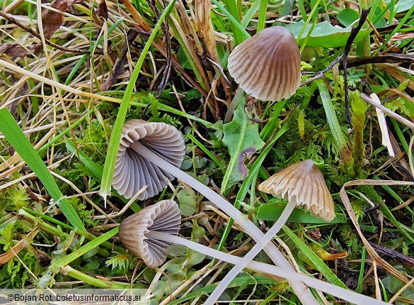Mycena aetites