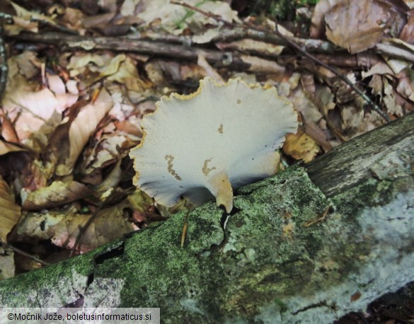 Cerioporus varius