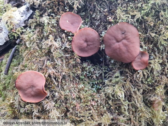 Discina ancilis