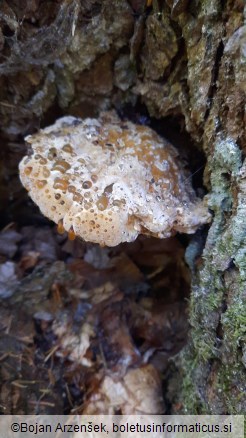 Pseudoinonotus tibeticus