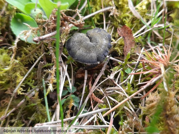 Auriscalpium vulgare