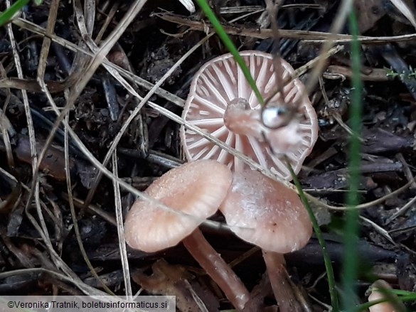 Laccaria laccata