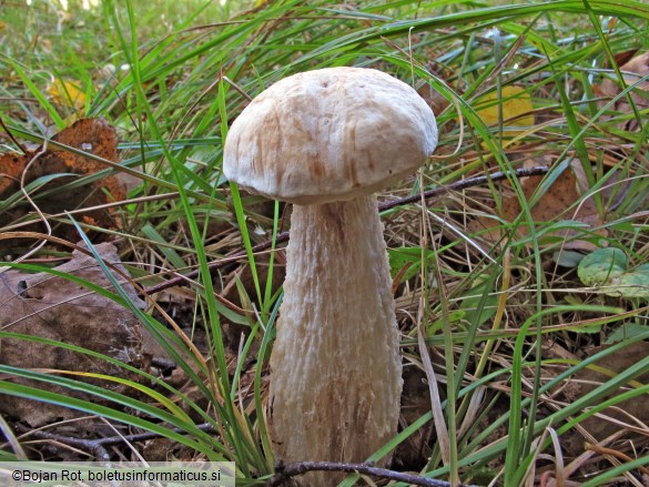 Leccinum holopus