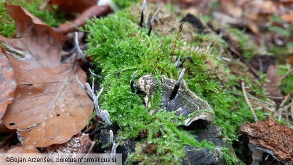 Xylaria hypoxylon