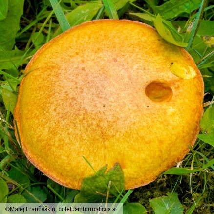 Suillus granulatus