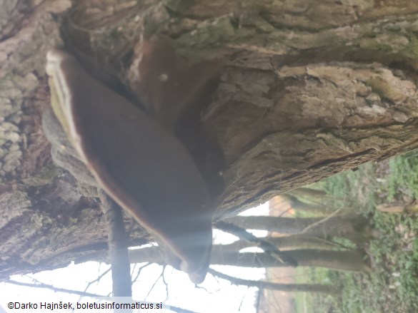 Phellinus igniarius