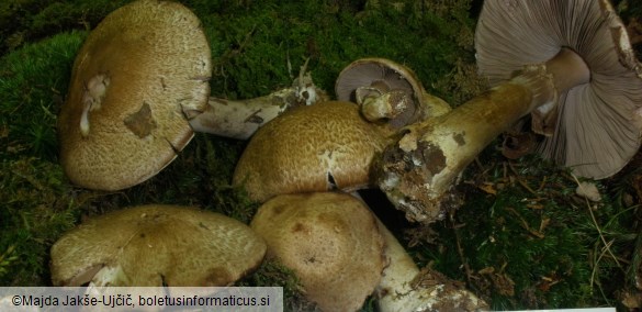 Agaricus silvaticus