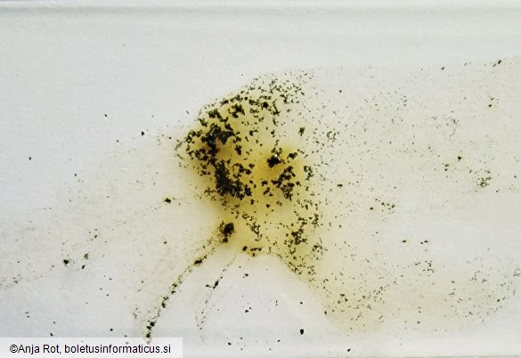 Hypoxylon fuscum
