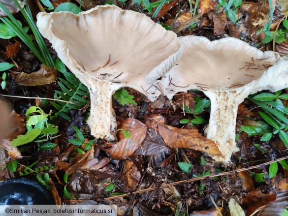 Clitocybe geotropa