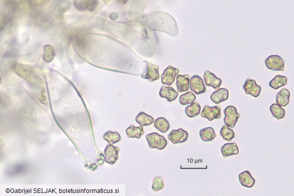 Inocybe assimilata