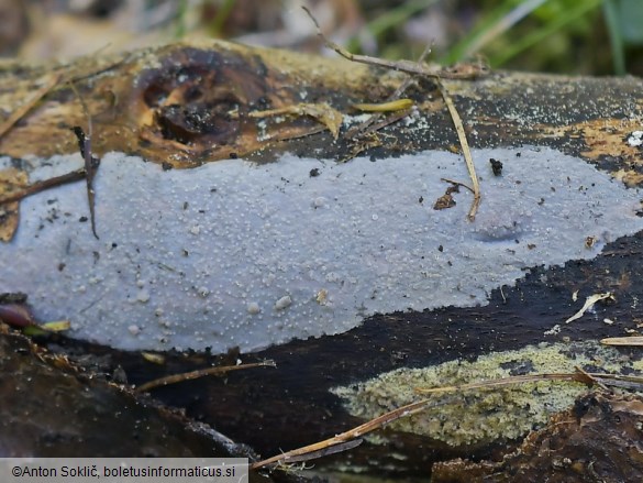 Exidiopsis effusa