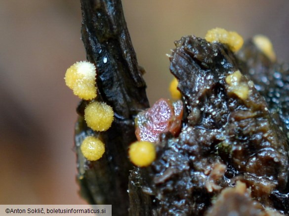 Bactridium flavum