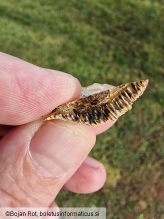 Coriolopsis trogii