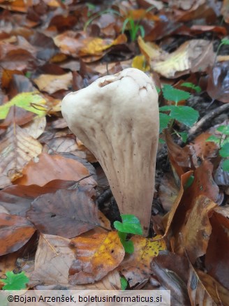 Clavariadelphus pistillaris