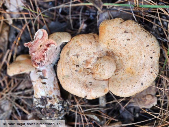 Lactarius sanguifluus