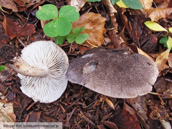 Tricholoma atrosquamosum