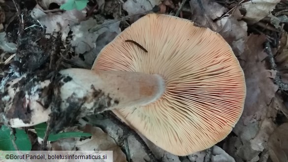 Lactarius deliciosus