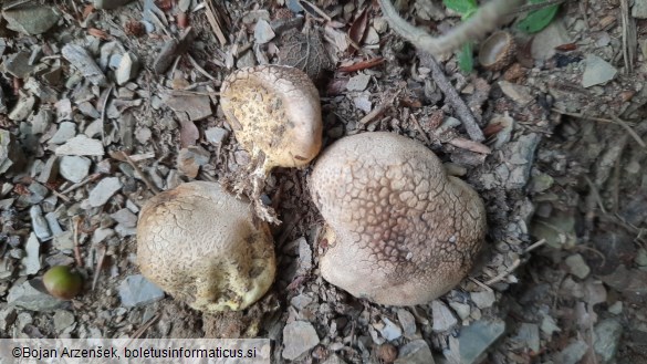 Scleroderma cepa