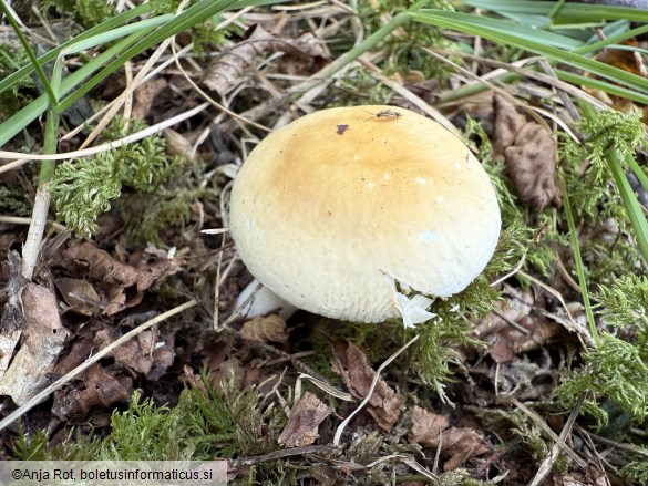 Russula risigallina