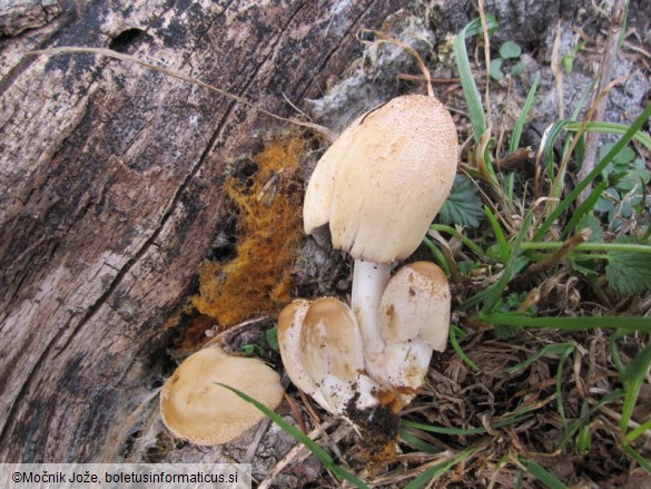 Coprinellus domesticus
